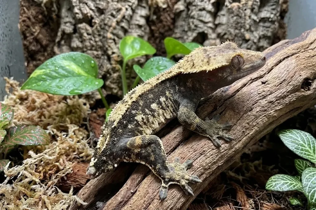 crested gecko tail dropping fracture plane