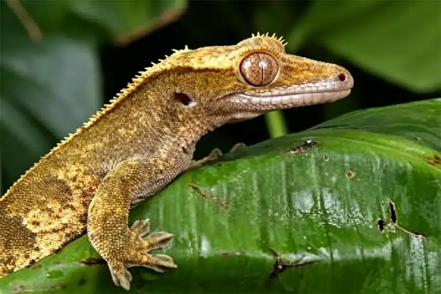 pet lizards beginner tank setup