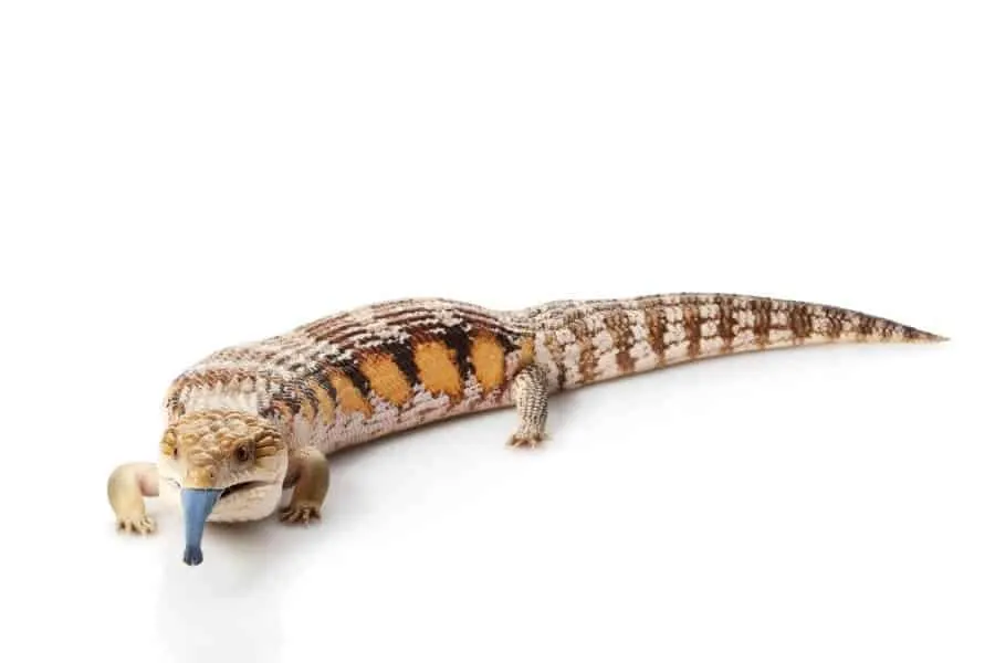 pet lizards beginner tank setup
