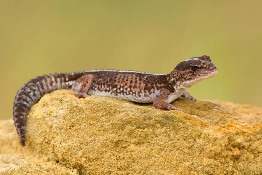 pet lizards beginner tank setup