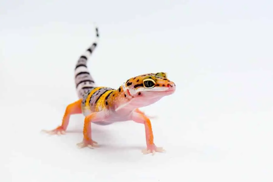 pet lizards beginner tank setup