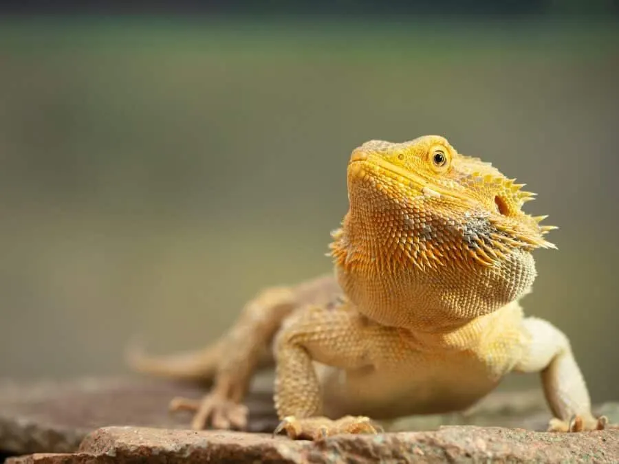 pet lizards beginner tank setup