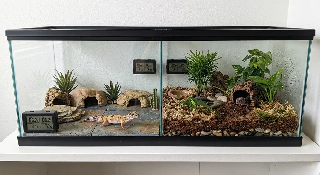 African fat-tailed gecko vs leopard gecko inland ca beginner mistakes tank humidity comparison for inland southern california keepers