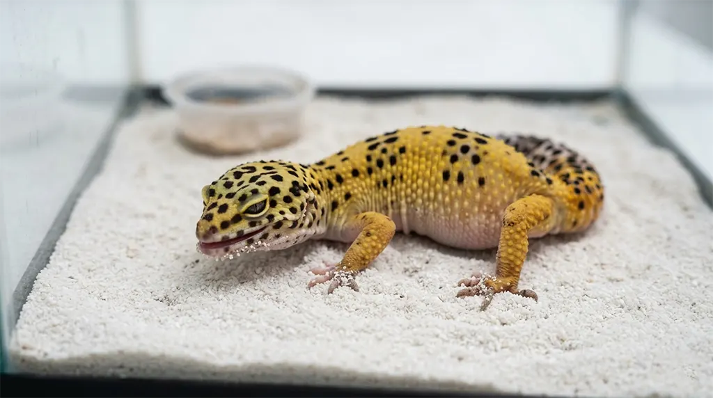 Juvenile leopard gecko showing sand impaction symptoms from poor leopard gecko habitat setup