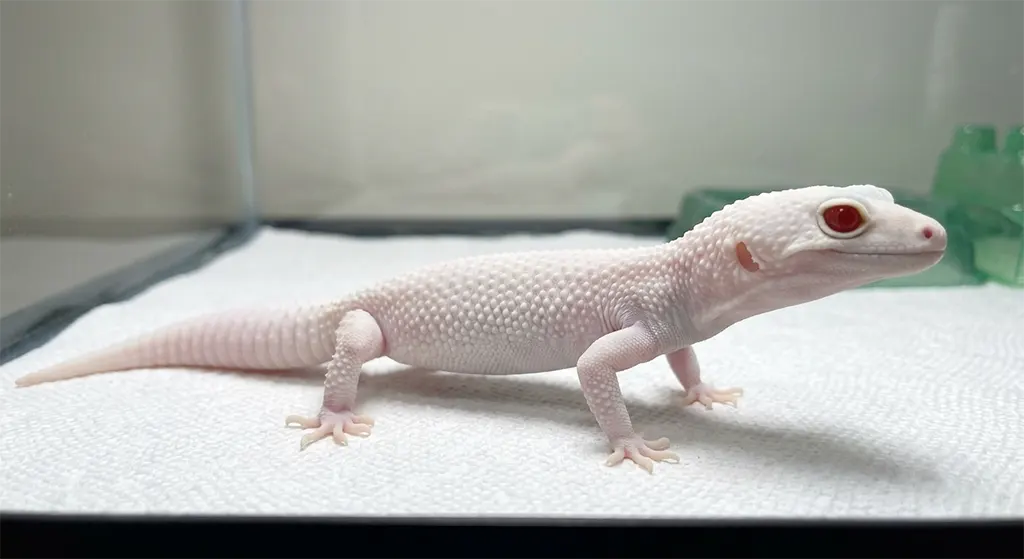 Diablo Blanco leopard gecko healthy adult full body resting inside standard terrarium