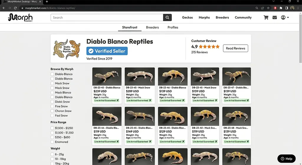 MorphMarket verified Diablo Blanco leopard gecko breeder store page screenshot