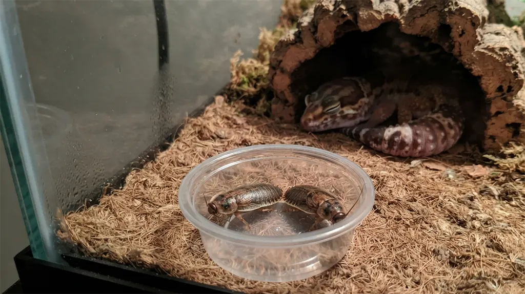 African Fat-Tailed Gecko refusing to eat in its enclosure with uneaten food in a feeding dish
