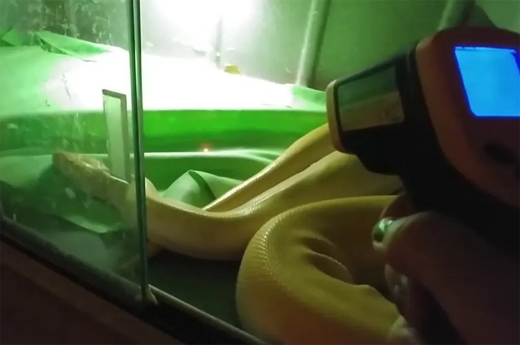 Using an infrared temp gun to check the surface temperature of a warm hide inside a ball python enclosure.
