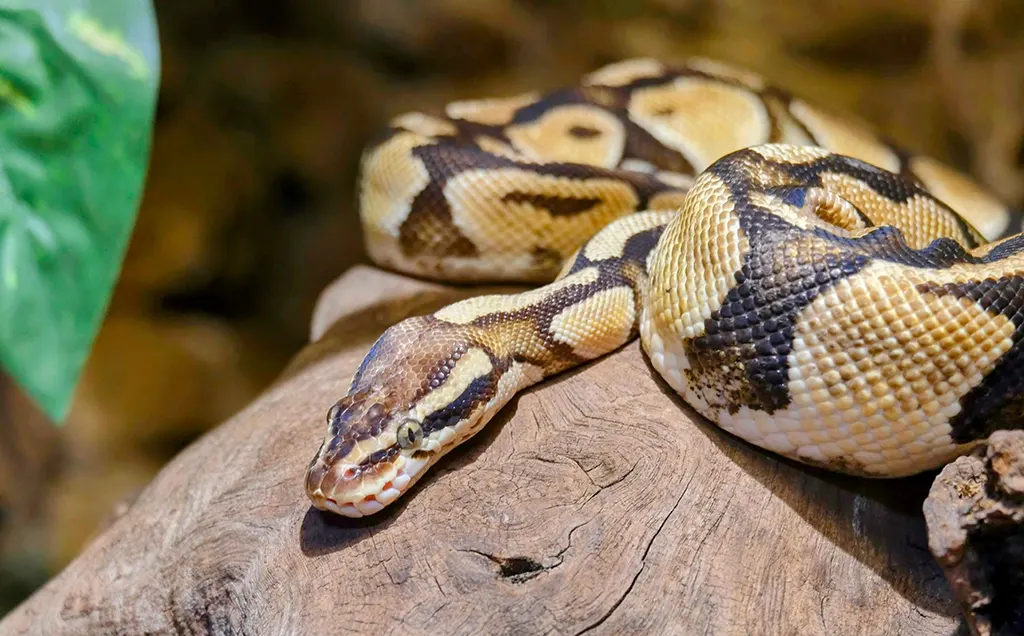 A colorful ball python resting on a natural tree branch, showcasing intricate patterns and detailed skin texture.