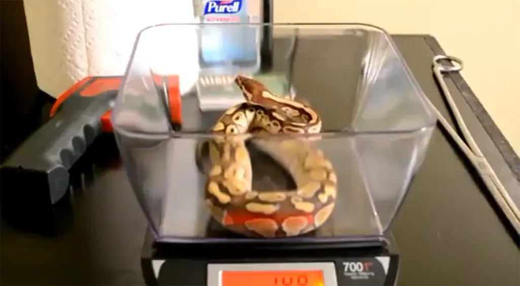 A keeper using a digital kitchen scale to weigh an adult ball python to track gram weight loss and monitor strike refusal.