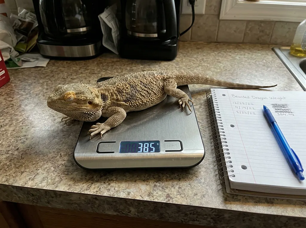 Smartphone photo of a bearded dragon resting on a digital kitchen scale for a weight check.