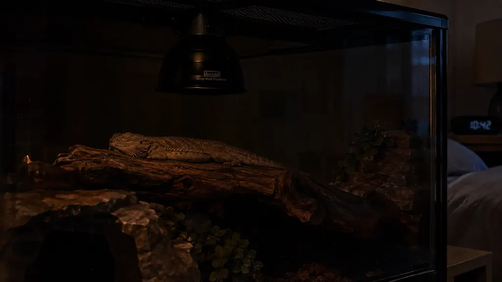 Deep heat projector emitting lightless night heat for a sleeping bearded dragon during winter