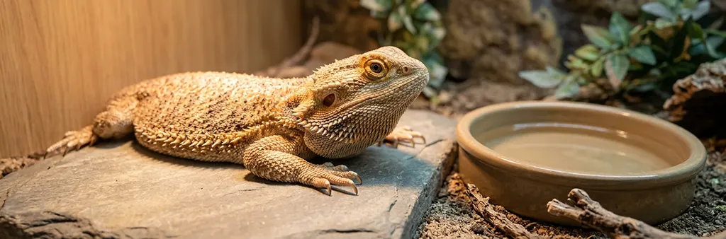 Healthy bearded dragon resting under a warm basking light in a well-equipped terrarium setup.