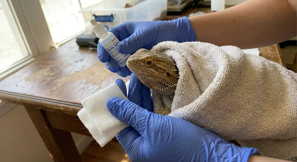 Close-up of a reptile owner holding a bottle of sterile saline and cotton gauze pad near a bearded dragon.