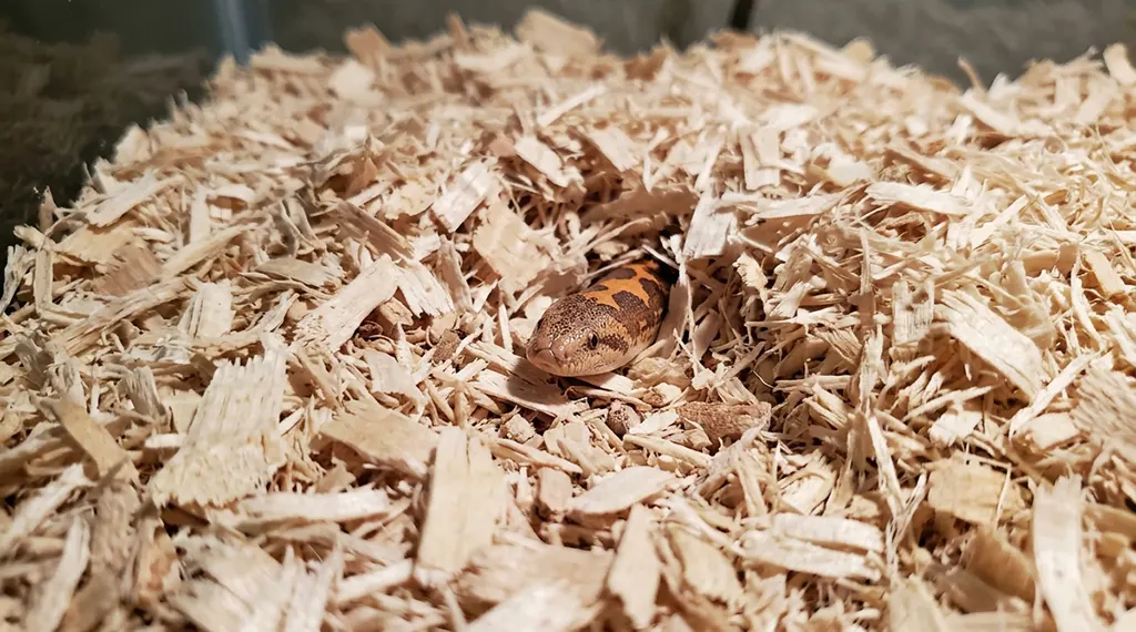 Real-life phone photo of a Kenyan sand boa burrowing deeply into a thick layer of aspen shavings.