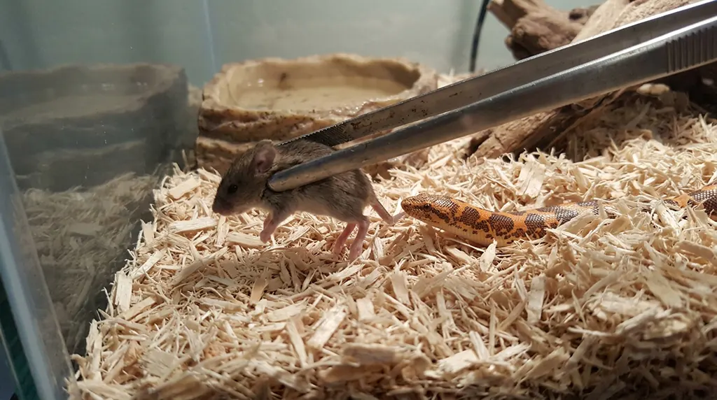 Close-up user phone photo offering a thawed mouse to a sand boa using long metal feeding tongs.