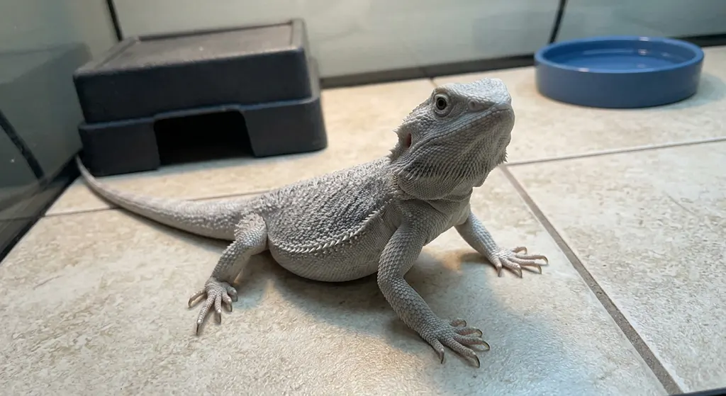 A solid white patternless Zero morph bearded dragon inside a clean reptile enclosure.