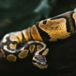 A healthy ball python with smooth rounded body shape resting comfortably in its enclosure