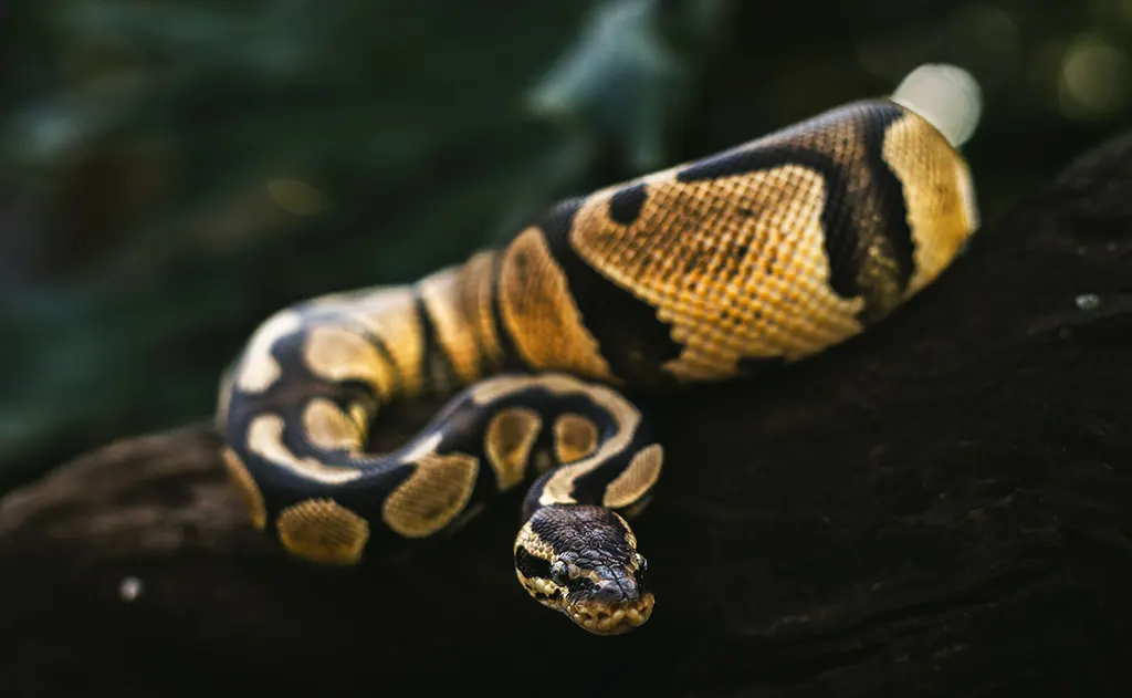 A healthy ball python with smooth rounded body shape resting comfortably in its enclosure