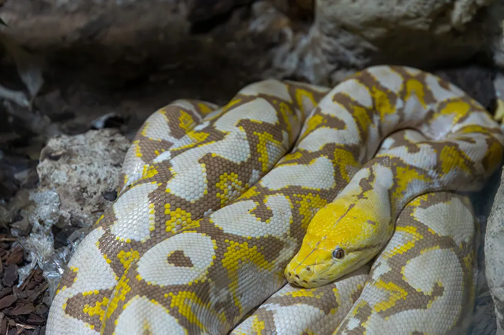 Ball python resting in a captive enclosure demonstrating its docile temperament