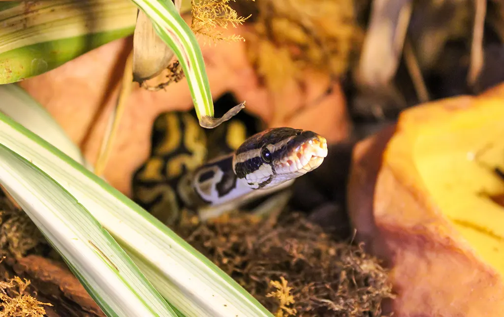 A ball python actively exploring and climbing on a wooden branch inside its spacious enclosure