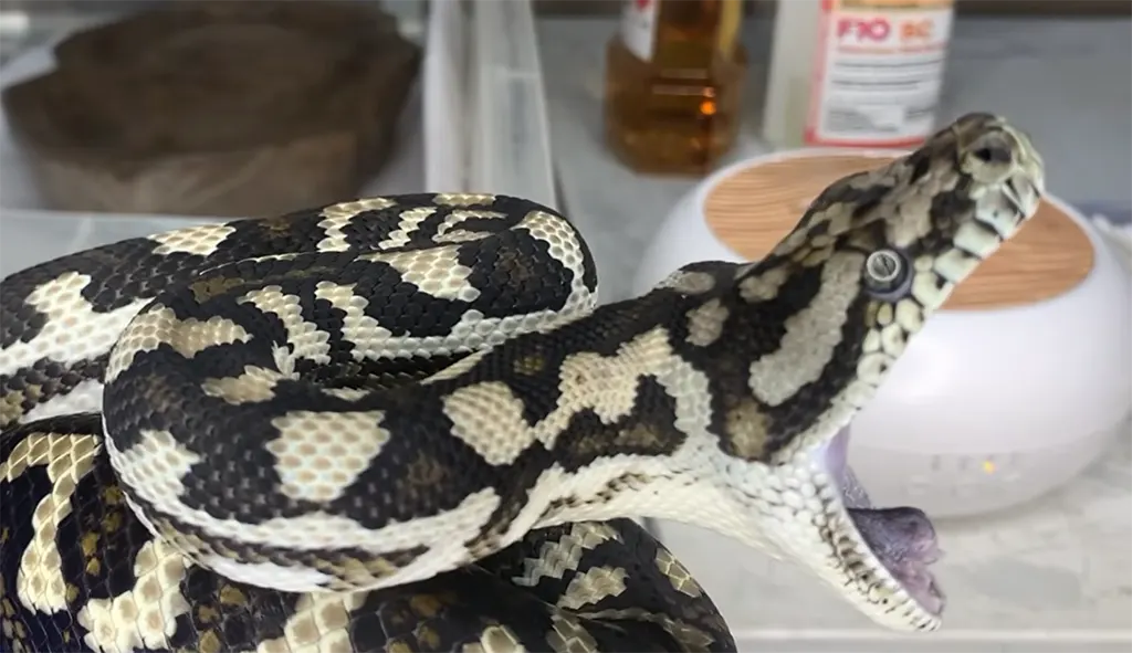 A ball python showing open-mouth breathing and respiratory symptoms in a terrarium.
