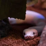 A close-up of a ball python showing potential signs of respiratory distress in a professional reptile enclosure.
