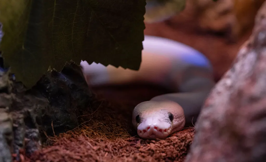A close-up of a ball python showing potential signs of respiratory distress in a professional reptile enclosure.