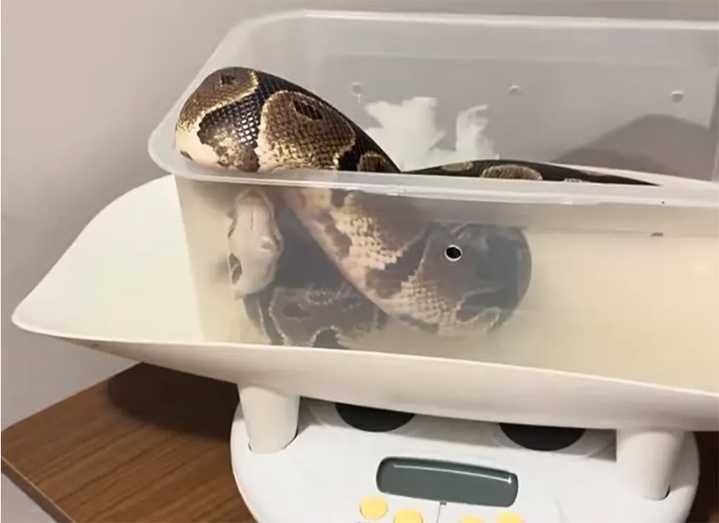 A keeper weighing a ball python on a digital gram scale inside a plastic container