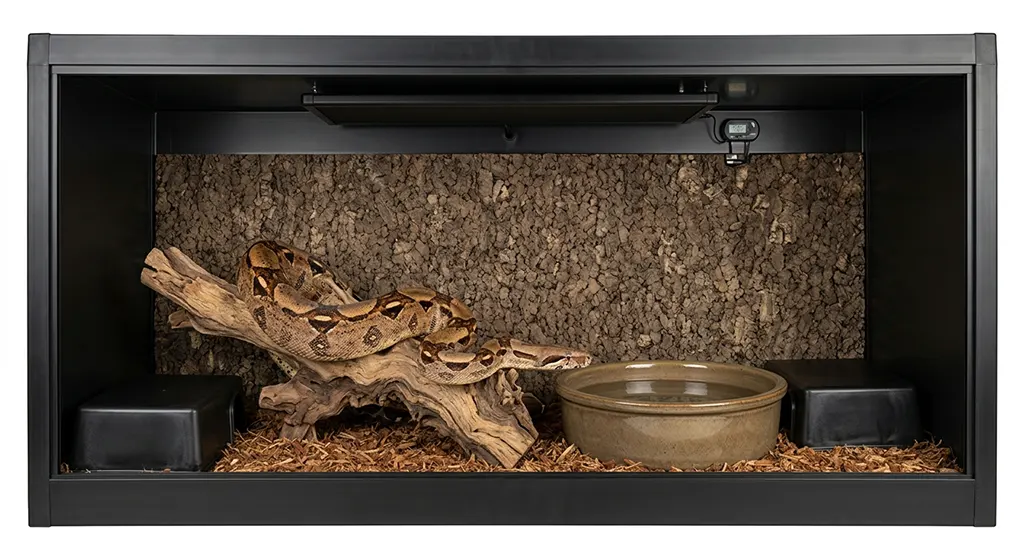 An adult Boa Constrictor inside a professional PVC enclosure with a Radiant Heat Panel and natural habitat decor.