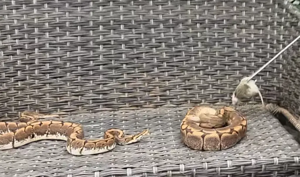 Using long feeding tongs to present prey safely to a ball python in a controlled environment
