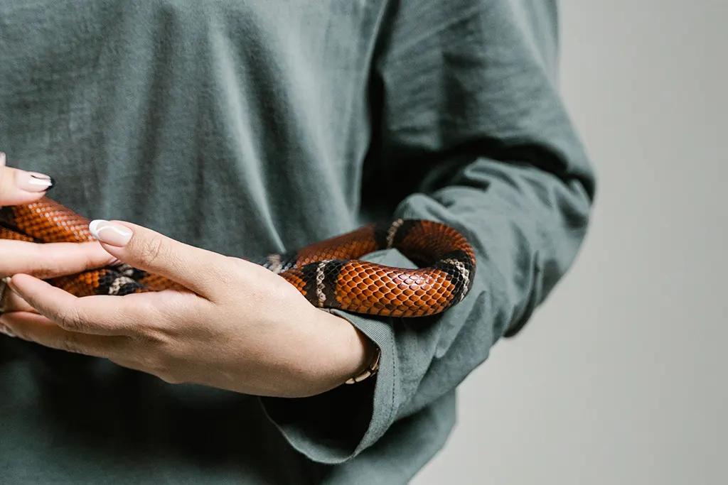 Reptile keeper carefully handling a captive-bred snake during routine husbandry assessment