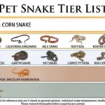 Pet snake tier list infographic ranking captive-bred species from S to D tier by overall suitability and care