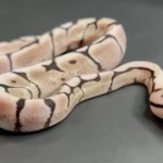 A young Spider ball python morph with distinct web-like side patterns and head stamp