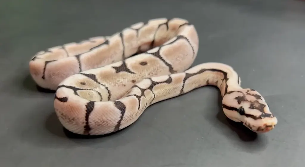 A young Spider ball python morph with distinct web-like side patterns and head stamp